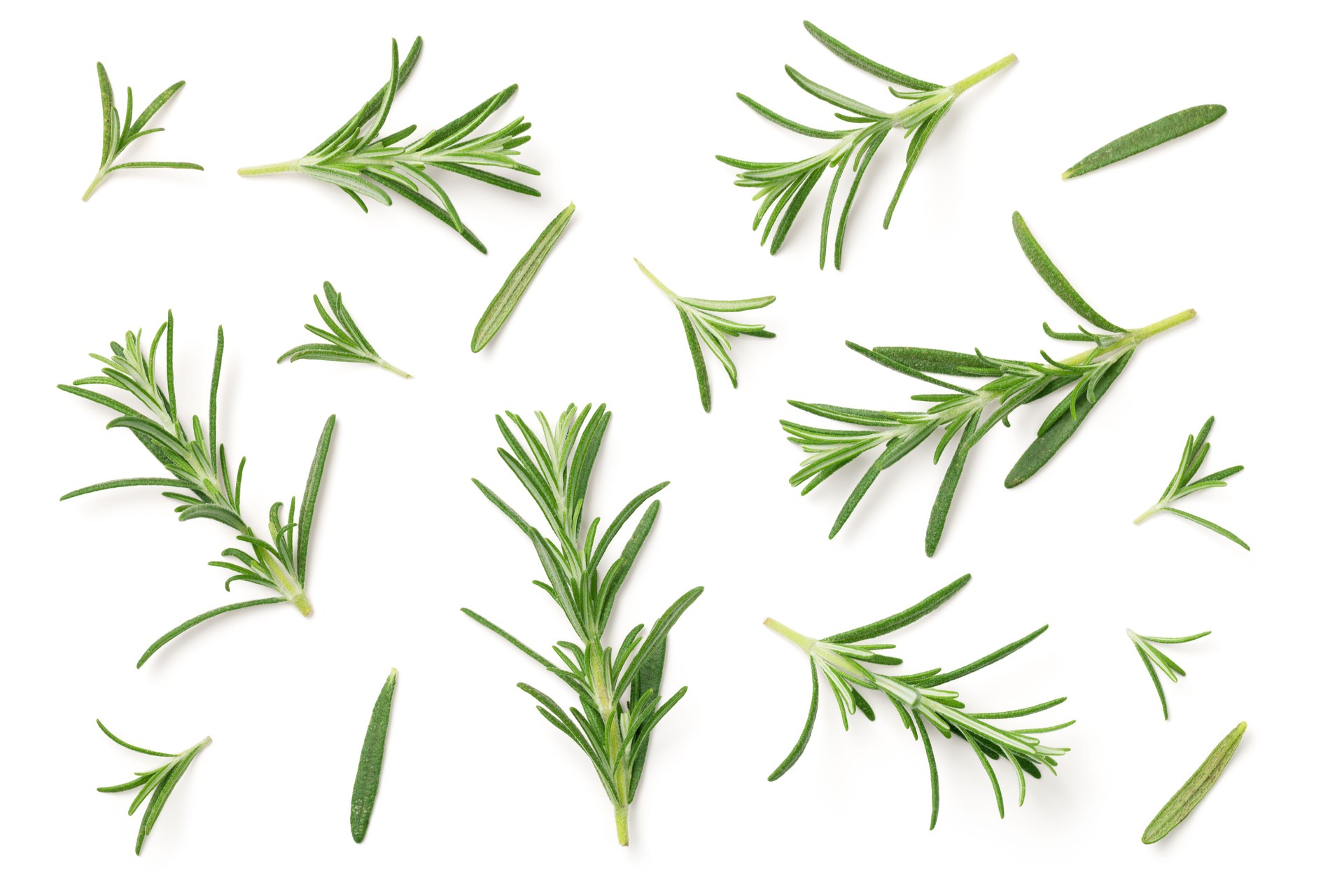 Rosemary 