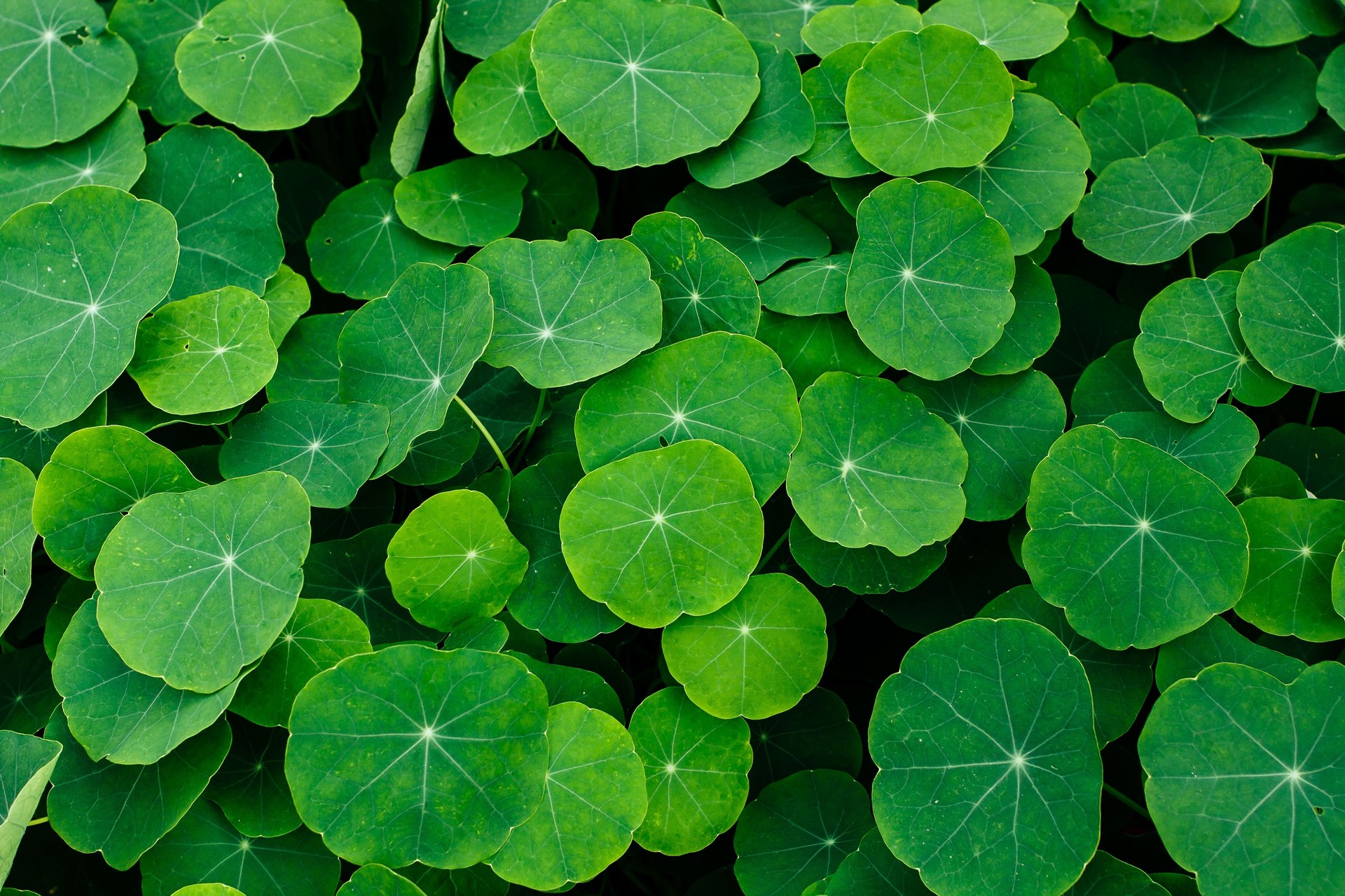 Bacopa, Bacopa Extract, High Quality, Natural Pure Extracts Brahmi , Bacosides, HPLC, Indian pennywort leaves