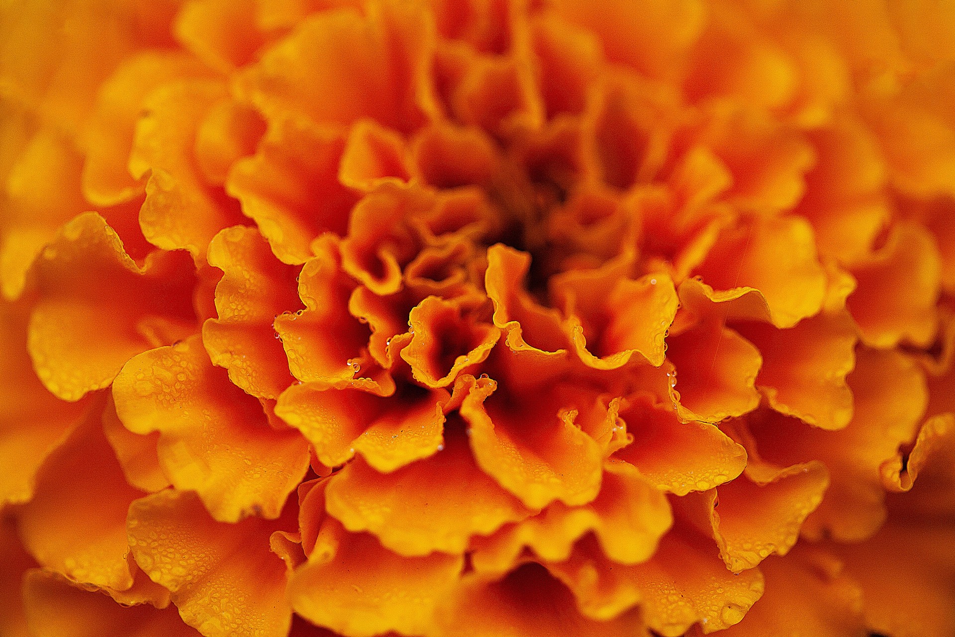Marigold  Lutein