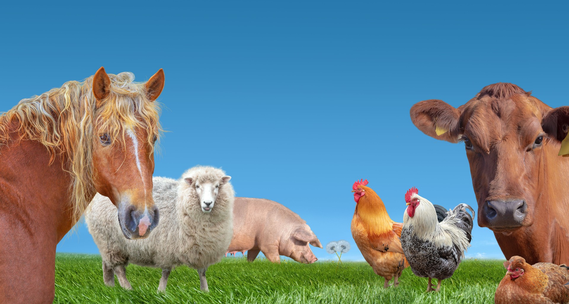Farm animals cow  pig sheep chickens horse
